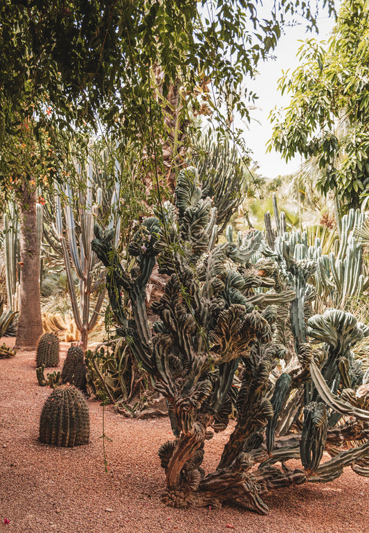 Yves's Moroccan Garden